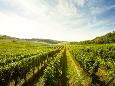 vineyard