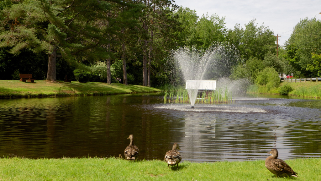 Kingston Duck Pond